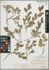 Foto von Salix hastata L. x Salix repens L.